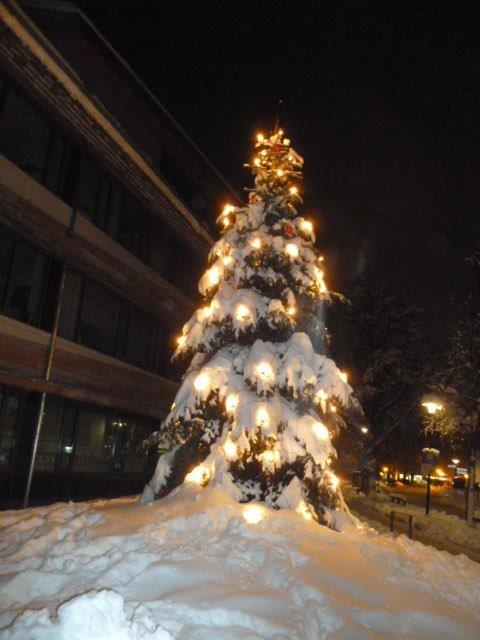 Unser Weihnachtsbaum vor dem Rathaus
