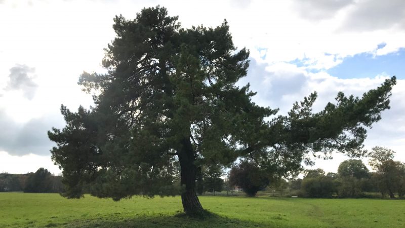 Bäume und Baumschutz