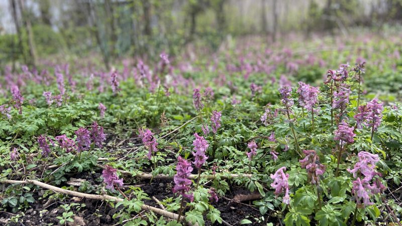 wertvolle Blühflächen im Frühjahr