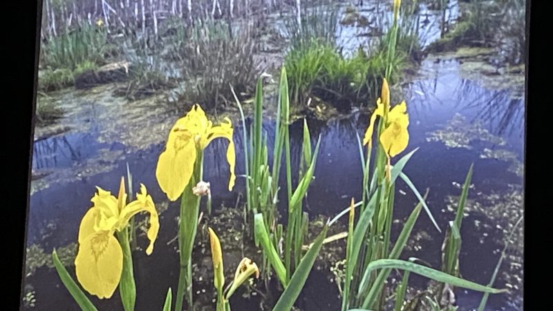 Beeindruckender Vortrag zum Haspelmoor 