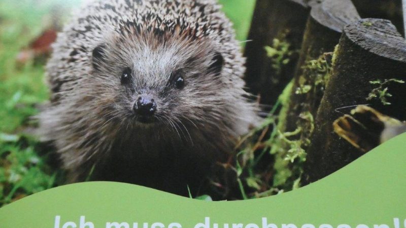 Für unsere kleinen Freunde im Garten